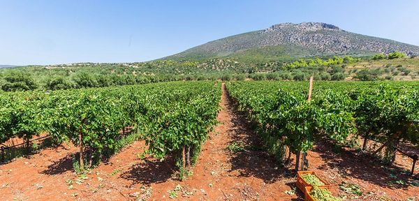 Assyrtiko-Reben bei Mykene Assyrtiko-Reben bei Mykene