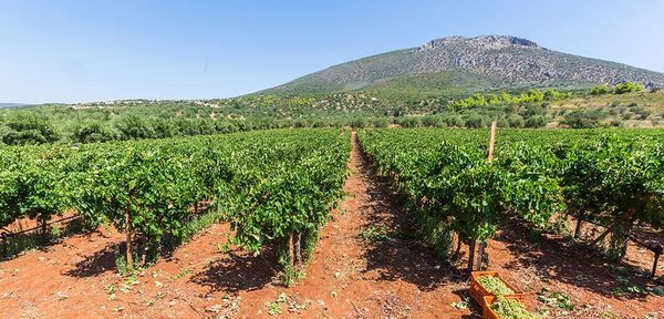 Assyrtiko-Reben bei Mykene