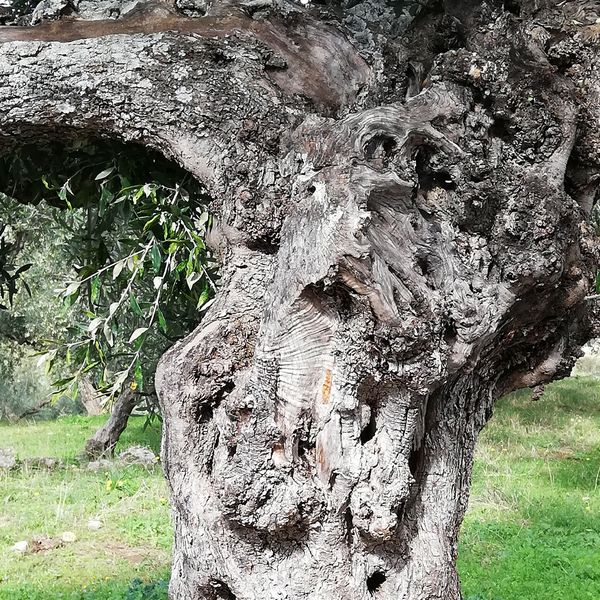 Olivenstamm Olivenstamm