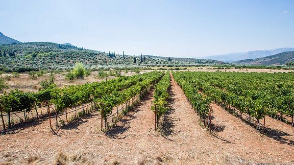 Weinberge Weinberge