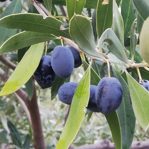 Kalamata-Oliven Kalamata-Oliven