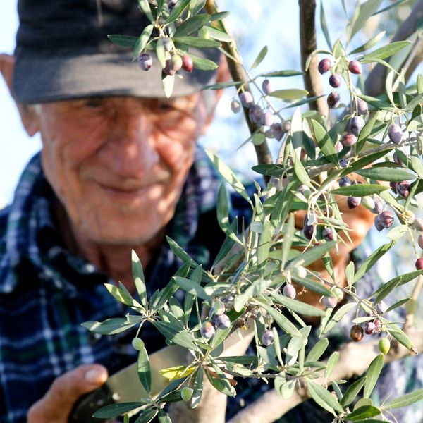 Bei der Olivenernte