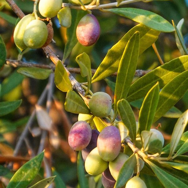 Oliven im Sommerlicht Oliven im Sommerlicht