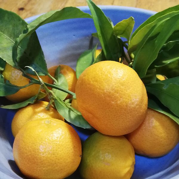 Mandarinen Mandarinen